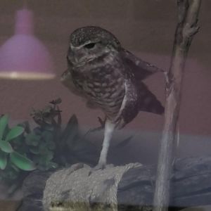 A burrowing owl standing on one leg like a flamingo