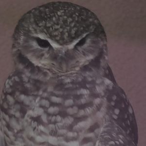 Burrowing owl upclose