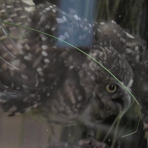 Burrowing owl protecting his home