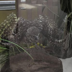 Burrowing owl protecting his home