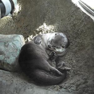 River otter sleeping at weird angle