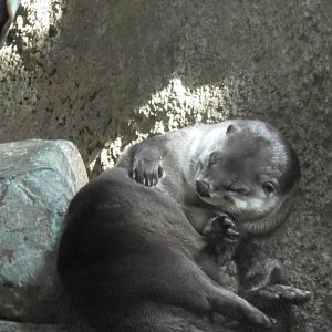 This river otter can't be comfortable right