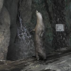River otter standing up like a meerkat