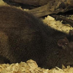 Red rumped agouti