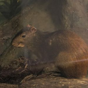 Red rumped agouti sitting on a stump