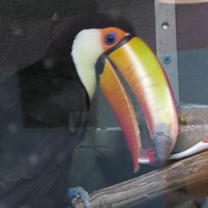 Toco toucan with a tooth brush