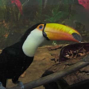 Frida the toco toucan