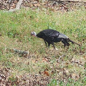 Lone Elk Park - Wild Turkey in the wild