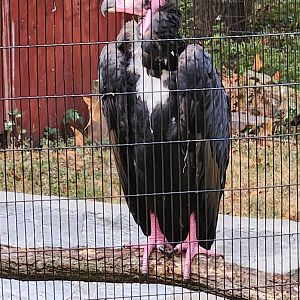 WBS - Red-headed Vulture (Brahma)