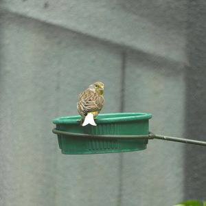 Bird ID? - Philadelphia Zoo McNeil Avian Center