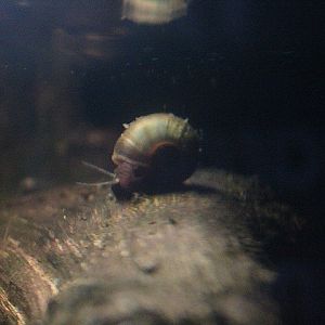 Seminole rams-horn (Planorbella duryi duryi)