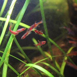 Chili rasbora (Boraras brigittae)