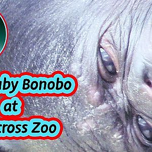 Rare Bonobo baby born at Twycross Zoo