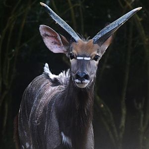 "Orion" the male Nyala