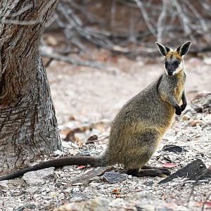 Swamp Wallaby