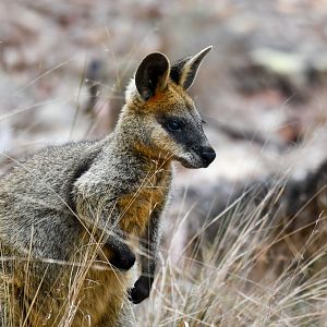 Swamp Wallaby