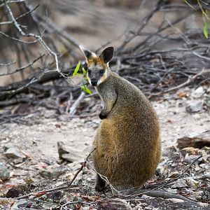 Swamp Wallaby