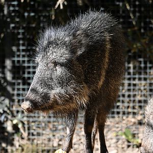 Chacoan peccary