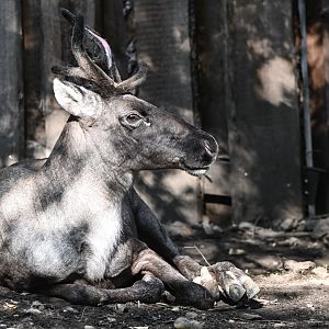 Finnish forest reindeer