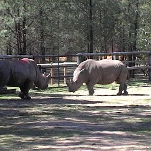 White Rhino (2004)