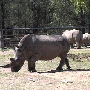 White Rhino (2004)