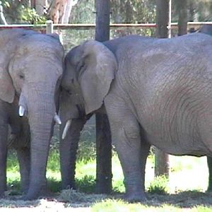 African Elephant (2004)