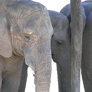 African Elephant (2004)