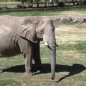 African Elephant (2004)