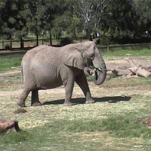 African Elephant (2004)
