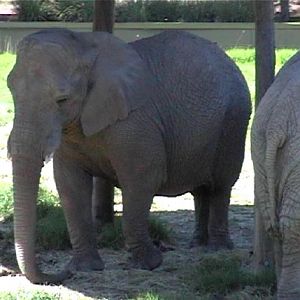 African Elephant (2004)