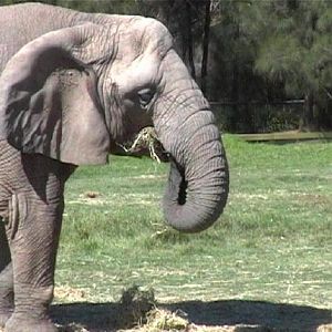 African Elephant (2004)