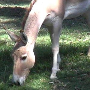 Persian Onager (2004)