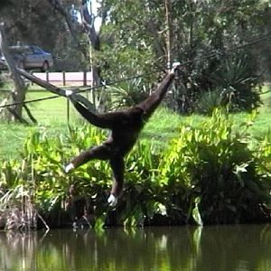 White-handed Gibbon (2004)