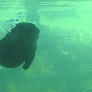 Asian Small-clawed Otter (2004)