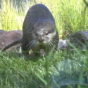 Asian Small-clawed Otter (2004)