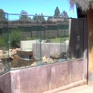 Asian Small-clawed Otter Exhibit (2004)