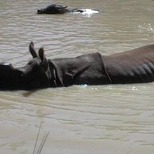 Greater One-horned Rhino (2004)