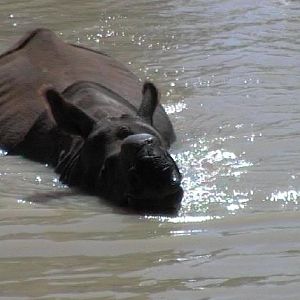 Greater One-horned Rhino (2004)
