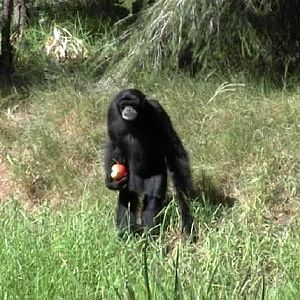 Siamang (2004)