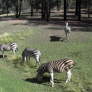 Plains Zebra (2004)