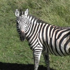 Plains Zebra (2004)