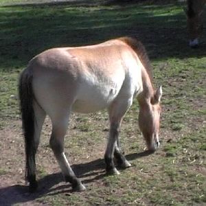 Przewalski’s Horse (2004)
