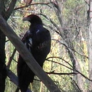 Wedge-tailed Eagle (2004)