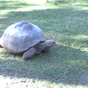 Galapagos Tortoise (2004)