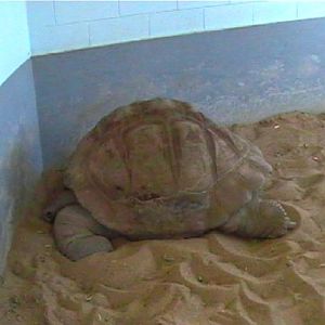 Galapagos Tortoise (2004)