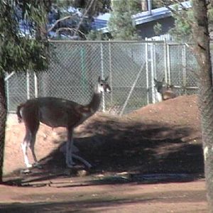 Guanaco (2004)