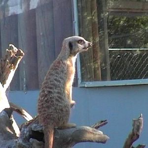 Meerkat (2004)