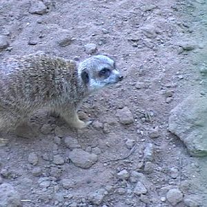 Meerkat (2004)