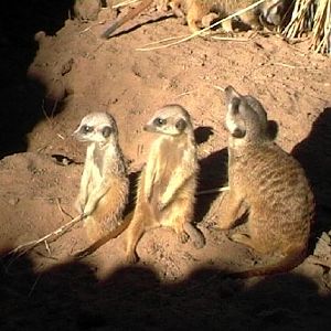 Meerkat (2004)