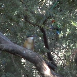 Sacred Kingfisher and Eastern Rosella (2004)